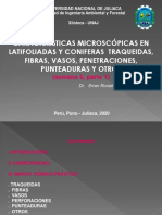 Características microscópicas en latifoliadas y coníferas