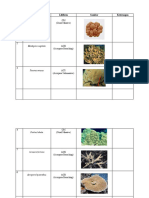 Identifikasi Terumbu Karang