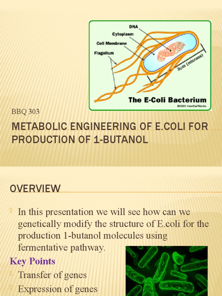 E. coli Metabolic Engineering for 1-Butanol | PDF | Escherichia Coli ...