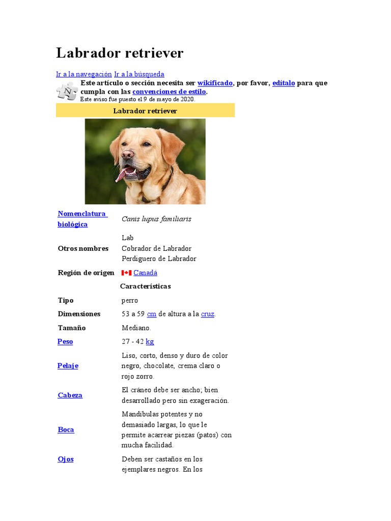 Características del Labrador Retriever | PDF | Labrador retriever | Perros