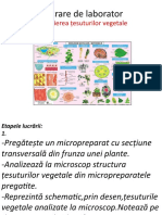 țesuturi vegetale 10 real lucrare de laborator.pptx