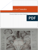 Nervios Craneales