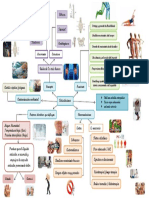 Organizador Gráfico Sobre Articulaciones