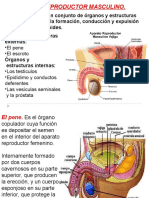 Aparatoreproductormasculino 151002044552 Lva1 App6891