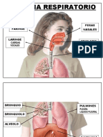 Sistema Respiratorio Maqueta