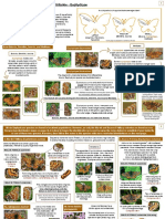 Identification Guide: Small Fritillaries - Euphydryas: Distinguishing Euphydryas by Size