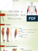 Adélia Costa - ORIGEM e INSERÇÃO dos Músculos.pdf
