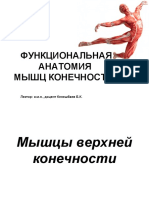 Лекция № 7 Функциональная анатомия мышц конечностей