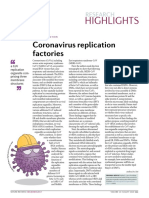 Coronavirus Replication Factories