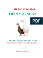 Benh Thuong Gap Tren Vit Ngan Hinh Anh