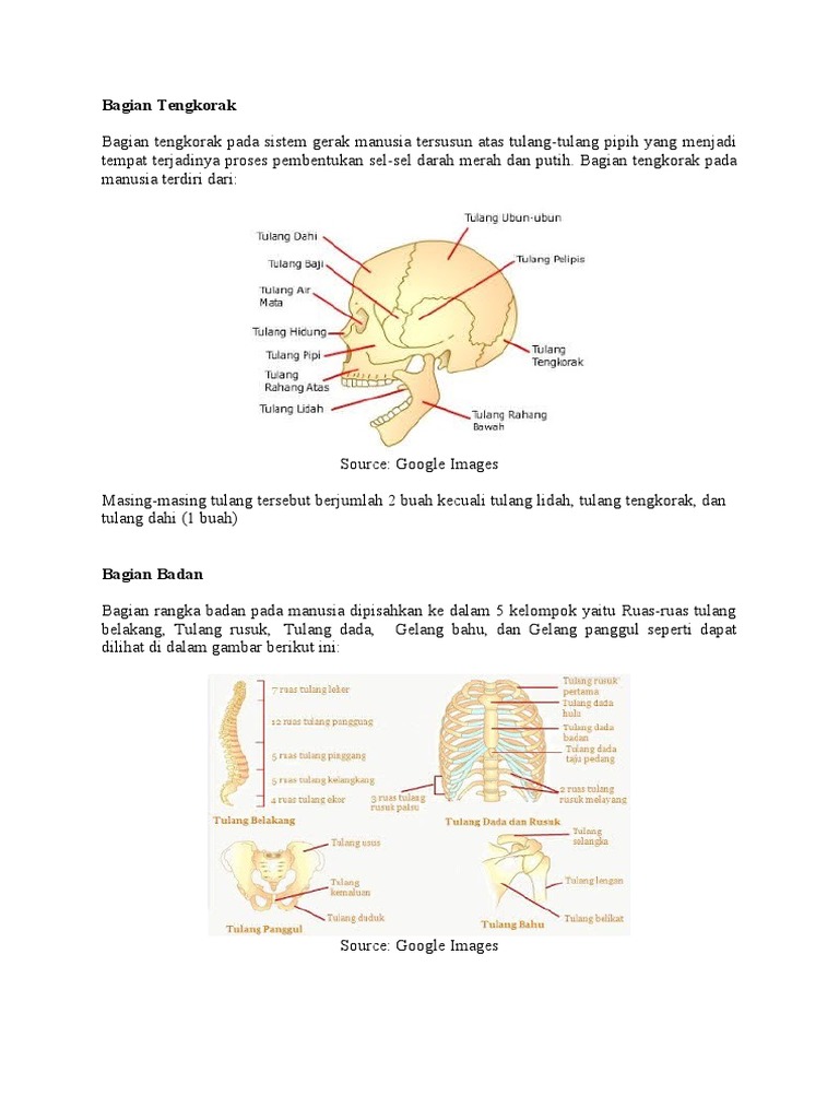 Sistem Gerak 1 Pdf