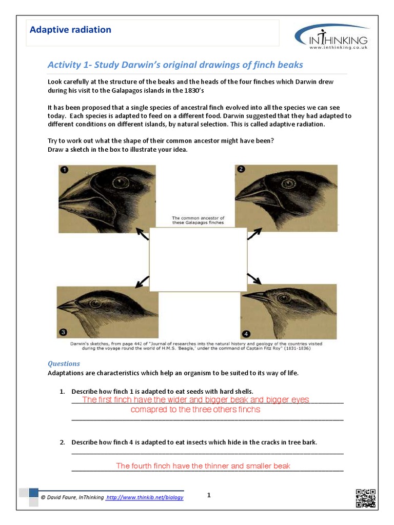 adaptive-radiation-activity-finches-sabrine-answers-pdf-antimicrobial-resistance-reproduction