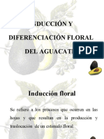 Inducción y Diferenciación Floral Del Aguacate