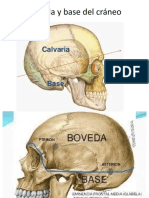 Boveda y Base Del Craneo Clase 7