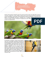 Alojamiento Loros PDF