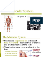 Muscle System kd13