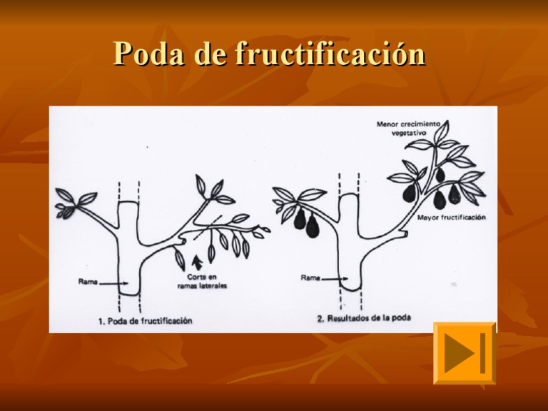 Poda de Fructificación | PDF