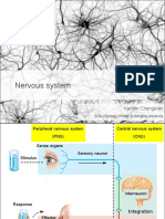 ติว สอวน Nervous system PDF