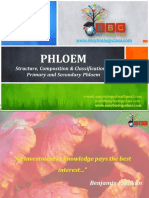 Phloem PPT by Easybiologyclass
