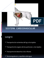 2.sistema Cardiovascular