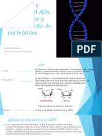 Estructura_y_Funcion_del_ADN_conceptos y nociones básicas.pdf