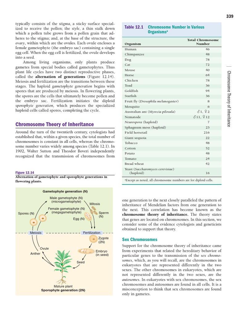 Chromosome Theory of Inheritance Explained | PDF | Sex | Allele