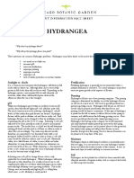 Hydrangea: Sunlight vs. Shade Fertilization