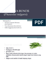 BUDIDAYA BUNCIS (Phaseolus Vulgaris)