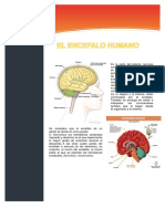 Encefalo PDF