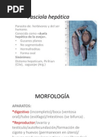 Download Fasciola hepatica by David P Olvera SN48932300 doc pdf