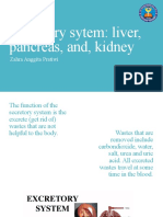 Excretory Sytem: Liver, Pancreas, And, Kidney: Zahra Anggita Pratiwi