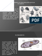 Microorganismo - Con - Organización - Eucariota (2) (Reparado)