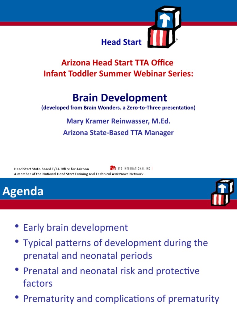 Brain Development in Early Childhood | PDF | Prenatal Development ...