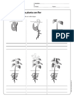 Ciclo de Vida de Una Planta Con Flor PDF