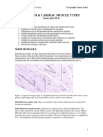 Muscle Types II (smooth and cardiac) copyright