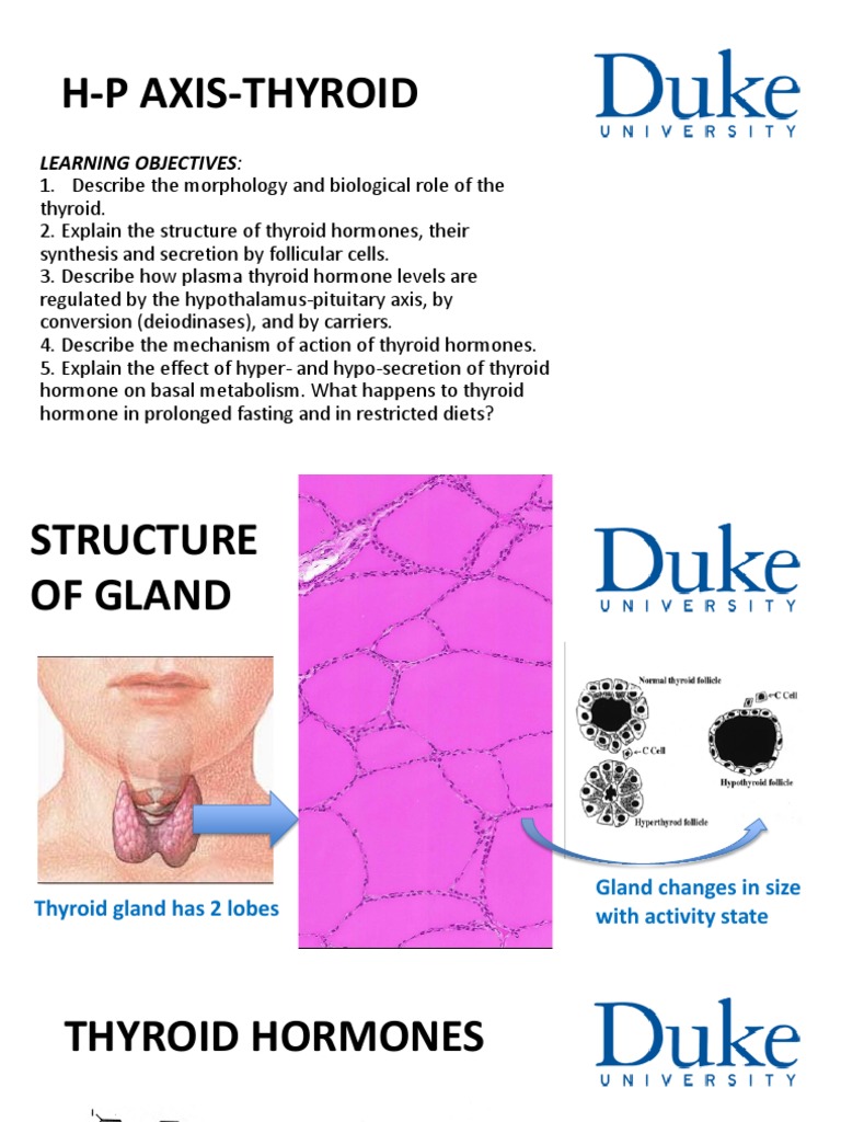 H P Axis Thyroid Learning Objectives Pdf