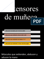 Extensores de muñeca y dedos: músculos y acciones