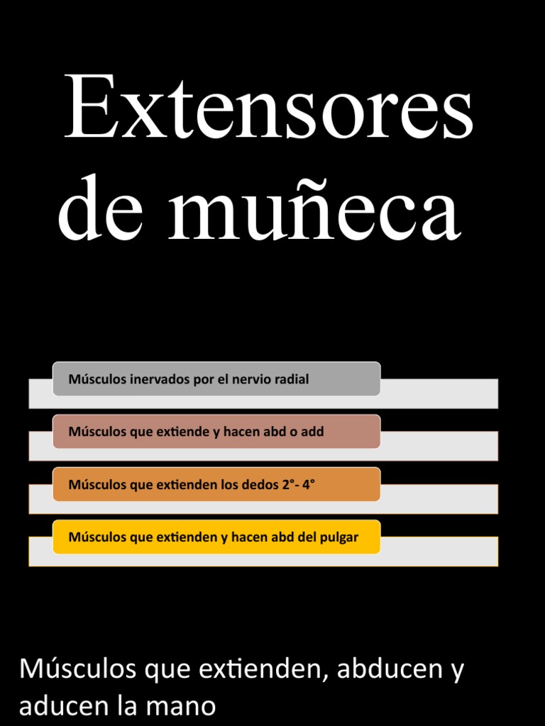 Los principales músculos extensores de la muñeca y los dedos de la mano ...