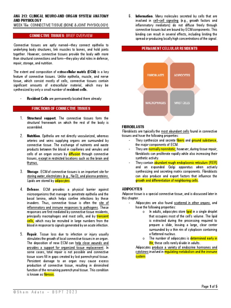 Connective Tissue Bone and Joint Physiology | PDF | Osteoblast | Bone