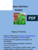 Clasa 5 Regnulprotista - Algele
