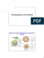 Translocation in The Phloem: Phloem and Xylem Are Structures For Long-Distance Transport