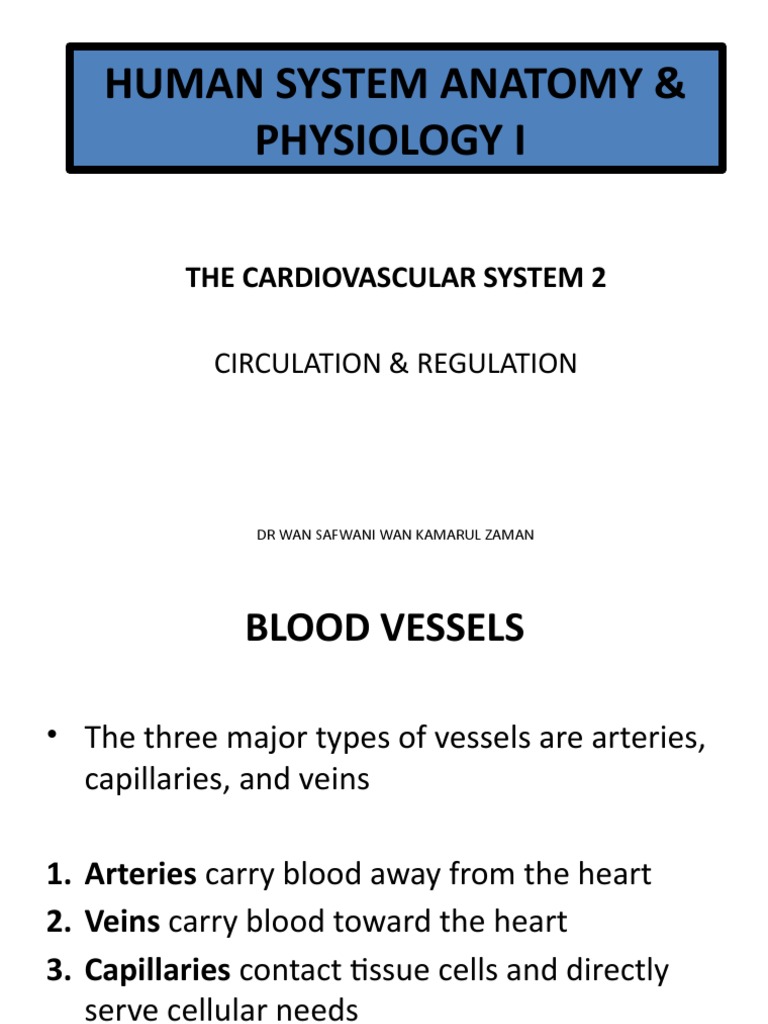 Lecture 4 Cardiovascular System 2 | PDF | Artery | Capillary