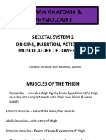 Lecture 12 Skeletal System Lower Limb (Origin Insertion)