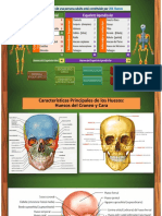 Huesos Del Cráneo 