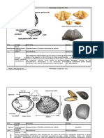 Apuntes Paleontologia de Fosiles Invertebrados