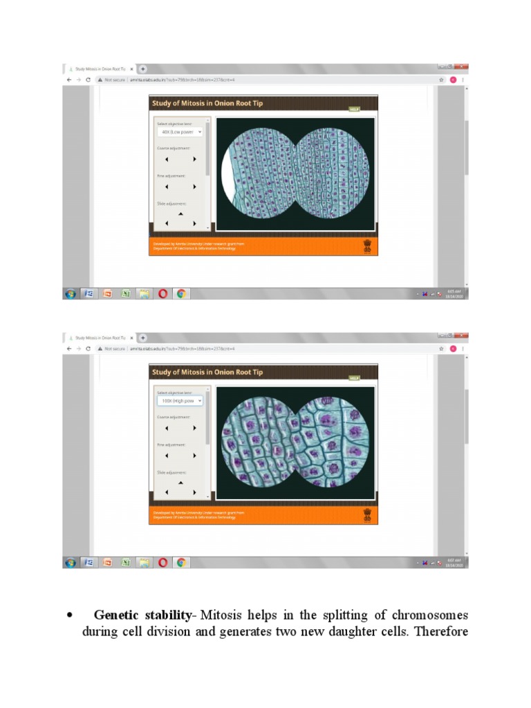 Genetic Stability-Mitosis Helps in The Splitting of Chromosomes Biology Diagrams