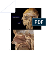 Nasal Vestibule to Aortic Arch Anatomy