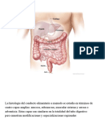 Aparato Digestivo