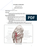 Guia de Pract. Anat. Vet. 9 y 10