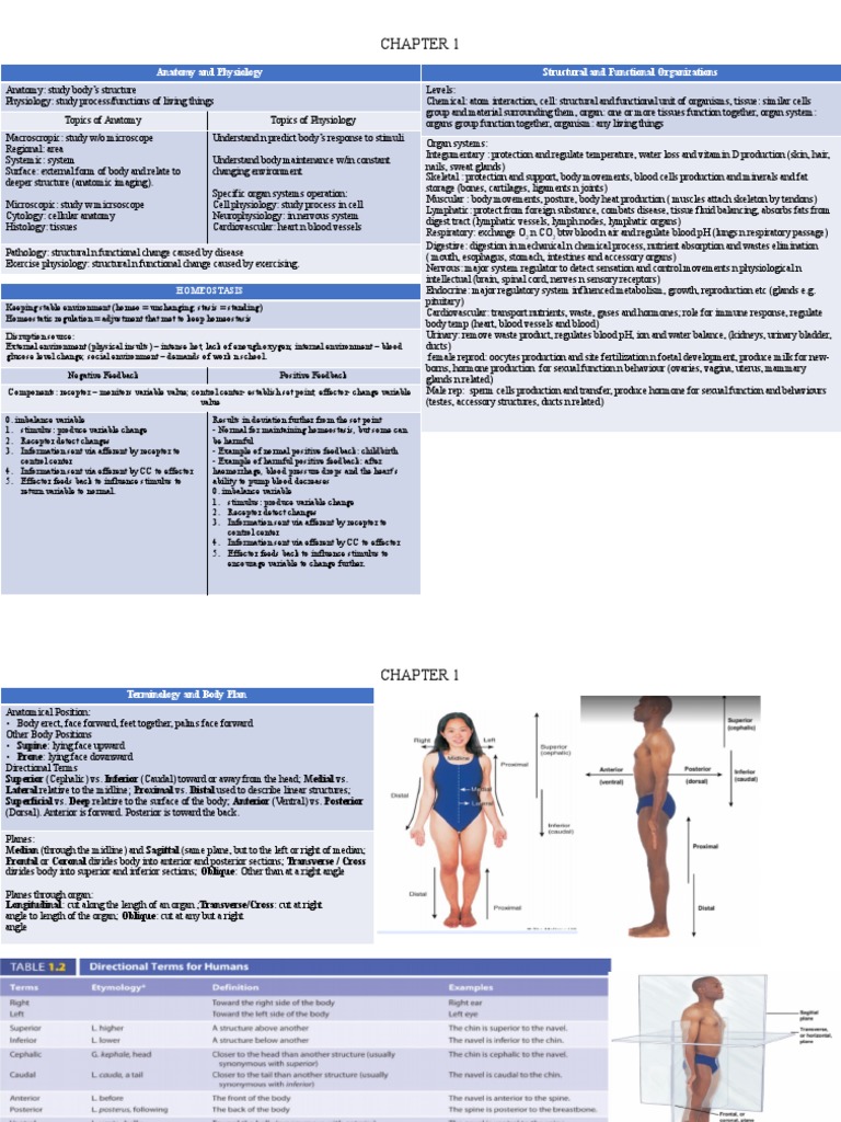 SMBB3273 Short Note | PDF | Epithelium | Human Body